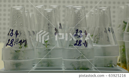 Research scientist medical plants capsicum red pepper medicinal purposes, bottles tube test growth chamber in vitro clone culture, laboratory genetic phytotron cloned, cultivation growth science 63925216