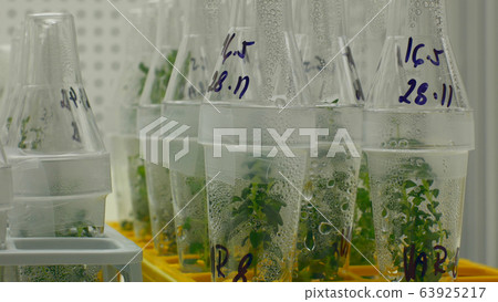 Bottles tube laboratory genetic test research scientist medical plants capsicum red pepper medicinal purposes, growth chamber in vitro clone culture, phytotron cloned, cultivation growth science Bottles tube laboratory genetic test research scientist medical plants capsicum red pepper medicinal purposes, growth chamber in vitro clone culture, phytotron cloned, cultivation growth science 63925217