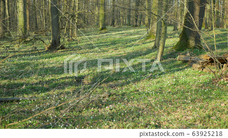 Floodplain forest in spring with Wood anemone nemorosa plants with white flowers. Early-spring flowering, tree stem oak, linden, hornbeam and ash. spring aspect of flowers, nature reserve Floodplain forest in spring with Wood anemone nemorosa plants with white flowers. Early-spring flowering, tree stem oak, linden, hornbeam and ash. spring aspect of flowers, nature reserve 63925218