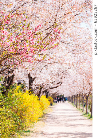 Dongchon riverside park, Cherry blossom festival in Daegu, Korea Dongchon riverside park, Cherry blossom festival in Daegu, Korea 63925267