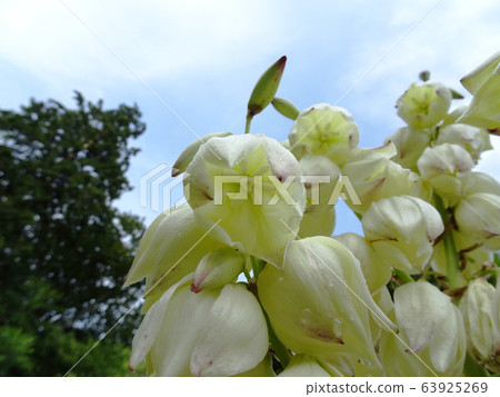 一絲絲蘭可以看到花里面的一滴 63925269