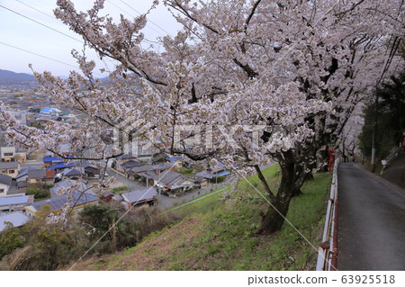 荒尾市四穀神社櫻花, 荒尾市四穀神社櫻花, 63925518