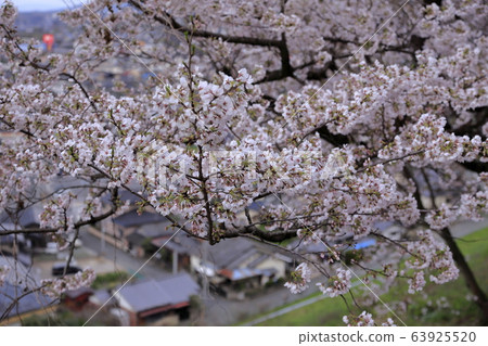 荒尾市四穀神社櫻花, 荒尾市四穀神社櫻花, 63925520
