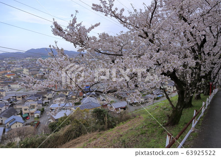 Arao City Yotsuyama Shrine Cherry blossoms, Arao City Yotsuyama Shrine Cherry blossoms, 63925522