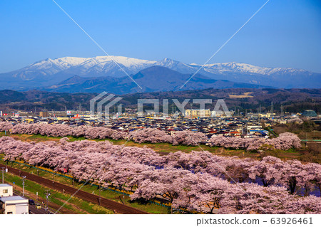 Thousand cherry trees Thousand cherry trees 63926461
