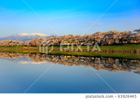 千棵櫻桃樹 63926465