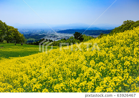 Nanohakura Takahara Nanohana農田 63926467