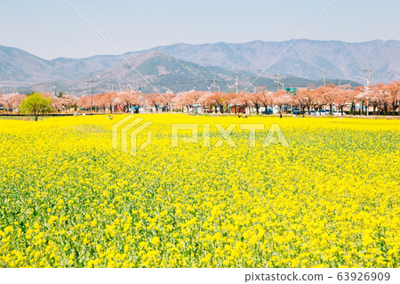 Yellow rape flower field and Cherry blossom trees at spring in Gyeongju, Korea 63926909