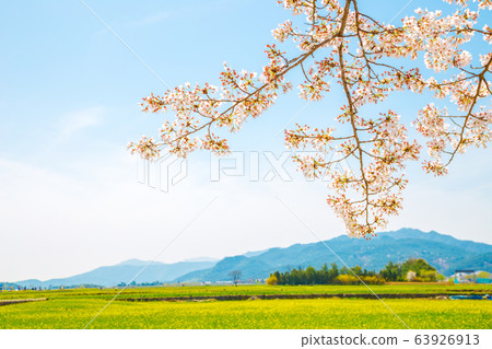 Cherry blossoms with rape flower field at spring in Gyeongju, Korea Cherry blossoms with rape flower field at spring in Gyeongju, Korea 63926913
