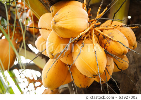 Kelapa gading kuning or yellow coconut tree. Kelapa gading kuning or yellow coconut tree. 63927002