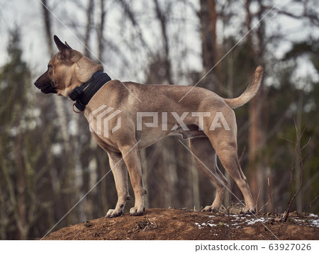 Thai ridgeback dog in nature 63927026