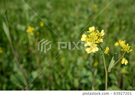 Spring rape blossoms 63927201