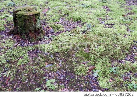 Stump and moss 63927202
