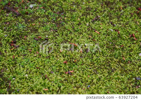 Moss after rain 63927204