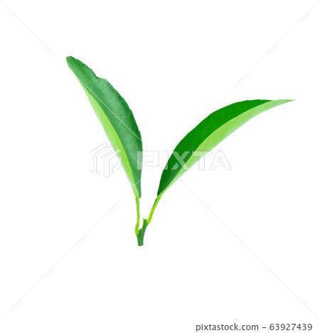 Limes leaves isolated on white background with 63927439