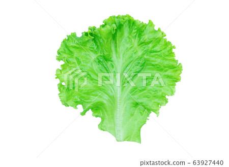 Salad leaf. Lettuce isolated on white background Salad leaf. Lettuce isolated on white background 63927440
