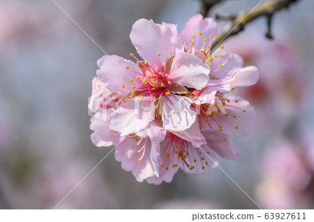 Macro closeup of blooming almond tree pink flowers during springtime Macro closeup of blooming almond tree pink flowers during springtime 63927611