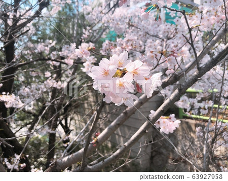 Cherry Blossom Cherry Blossom 63927958