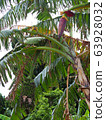 [沖繩竹富島]島香蕉和香蕉花 63928032