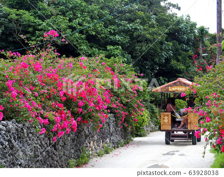 [沖繩竹富島]水牛車和九重葛在白色的沙灘上行走 63928038