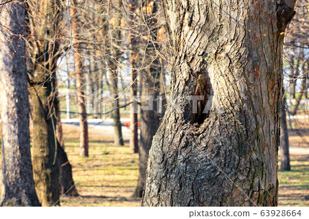 An old hollow in a tall pine serves as a dwelling 63928664
