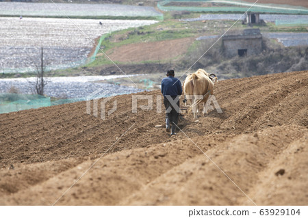 Farmer plowing a bull and plowing a loess field 63929104