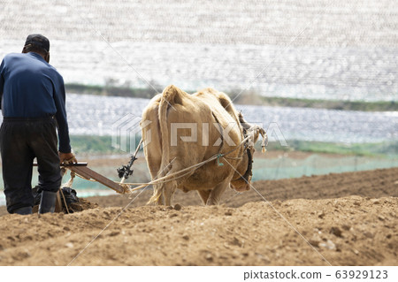 農民耕牛和耕種黃土田 63929123