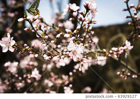 Pink radiant flower Pink radiant flower 63929127