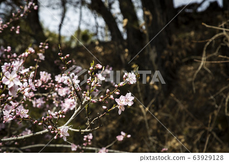 Butterfly came to copy flower Butterfly came to copy flower 63929128