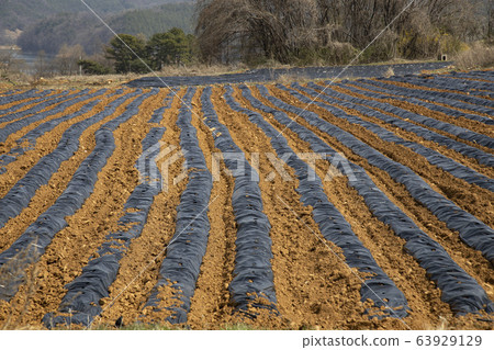 furrow in a field planted with crops furrow in a field planted with crops 63929129
