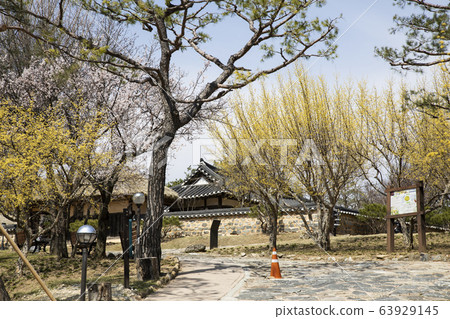 Village where spring flowers such as cornus and cherry blossoms are in full bloom 63929145