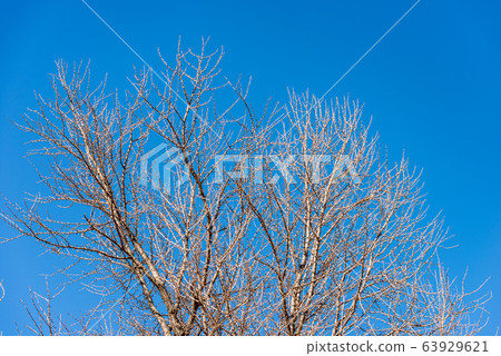 Tree branches without leaves on a clear blue sky 63929621