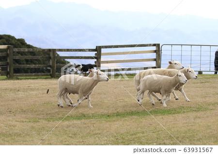 Spring of Mother Farm Ranch of sheep 63931567