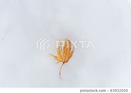 Snow and autumn leaves 63932030