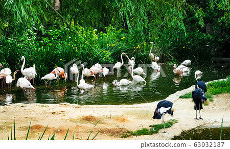 Pink flamingos Pink flamingos 63932187