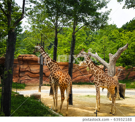 Pretty giraffe family Pretty giraffe family 63932188