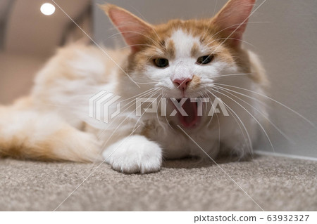 白色的貓威脅著，同時瞪著鋒利的眼睛 63932327