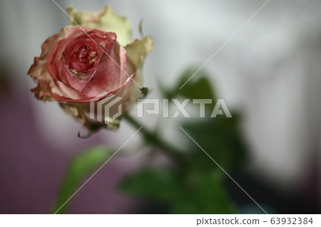rose close-up macro shot of flower rose close-up macro shot of flower 63932384
