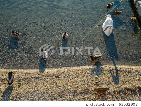 Swan and ducks on water 63932908