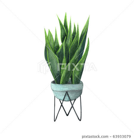 Indoor plant watercolor illustration. Home plants, Indoor plant watercolor illustration. Home plants, 63933079