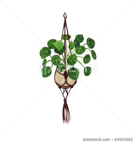 Indoor plant watercolor illustration. Home plants, Indoor plant watercolor illustration. Home plants, 63933083