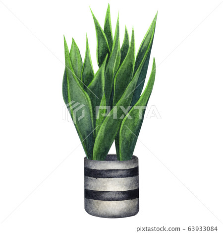 Indoor plant watercolor illustration. Home plants, Indoor plant watercolor illustration. Home plants, 63933084