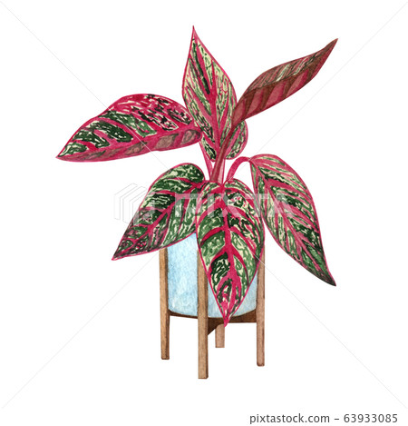 Indoor plant watercolor illustration. Home plants, Indoor plant watercolor illustration. Home plants, 63933085