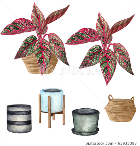 Indoor plants in a pot set . Watercolor plants - Stock Illustration ...