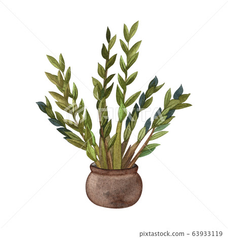 Indoor plant watercolor illustration. Home plants, 63933119