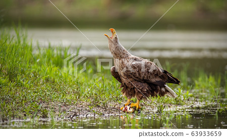 Majestic white-tailed eagle adult bird calling with beak open on a riverbank. Majestic white-tailed eagle adult bird calling with beak open on a riverbank. 63933659