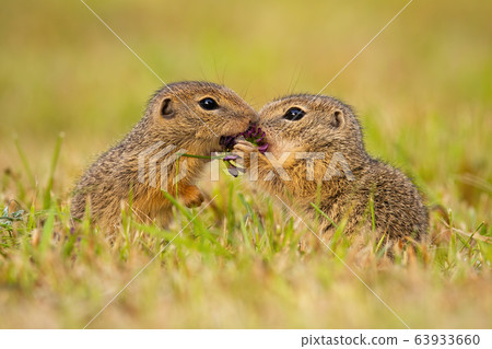 Two european ground squirrel standing close together and kissing Two european ground squirrel standing close together and kissing 63933660