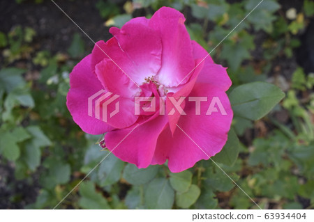 Multicolour roses with amazing combination Multicolour roses with amazing combination 63934404