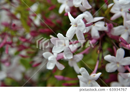 Jasmine's Flower Jasmine's Flower 63934767