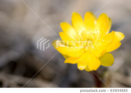 Kitami Fukujusou (Fukujusou) Wildflower Kitami Fukujusou (Fukujusou) Wildflower 63934885